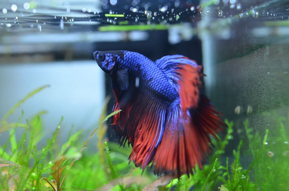 Betta splendens Foto & Bild tiere, haustiere, aquaristik Bilder auf