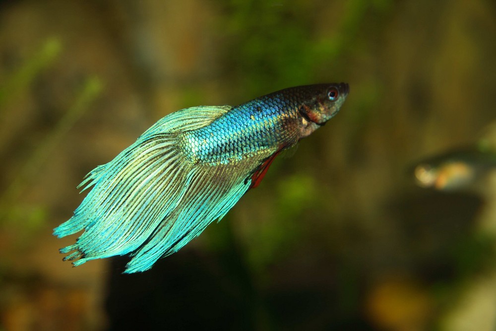 Betta Splendens