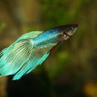 Betta Splendens