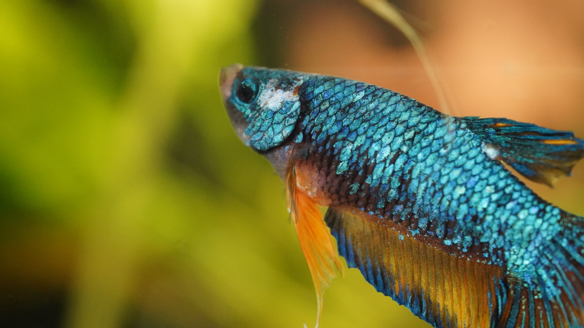 Betta splendens 