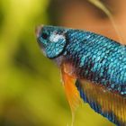 Betta splendens 