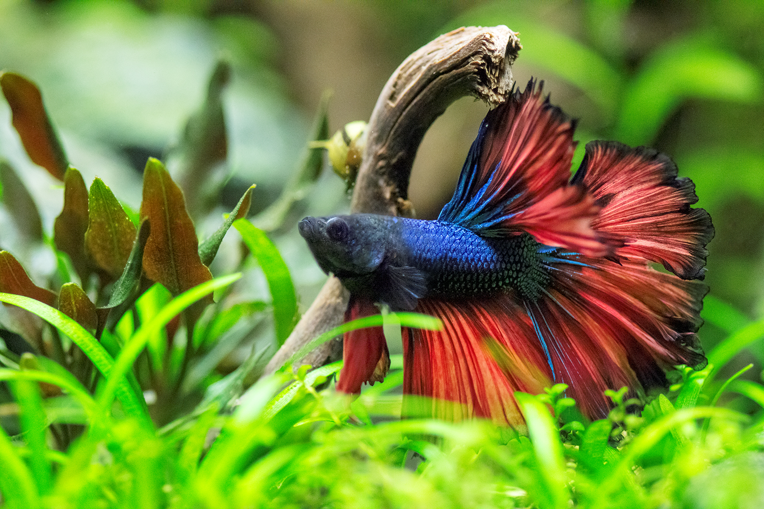 Betta splendens