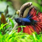 Betta splendens