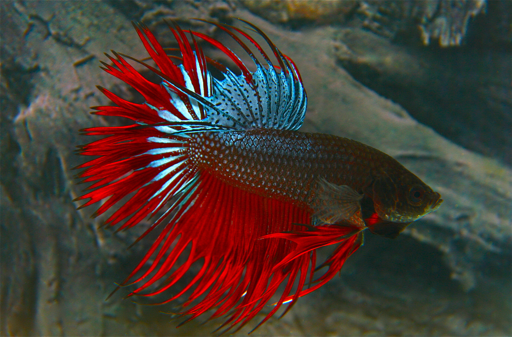 Betta splendens "Crown"