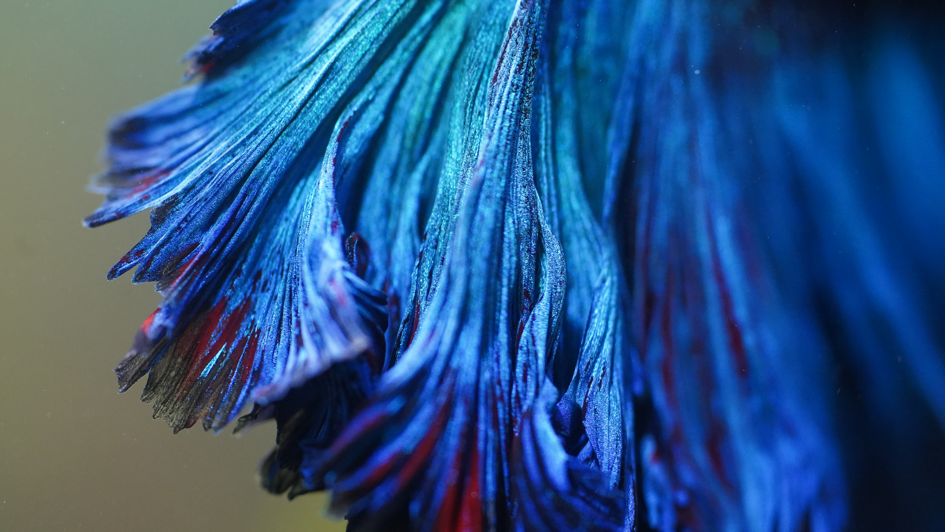 Betta splendens Halfmoon Flosse