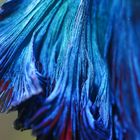 Betta splendens Halfmoon Flosse