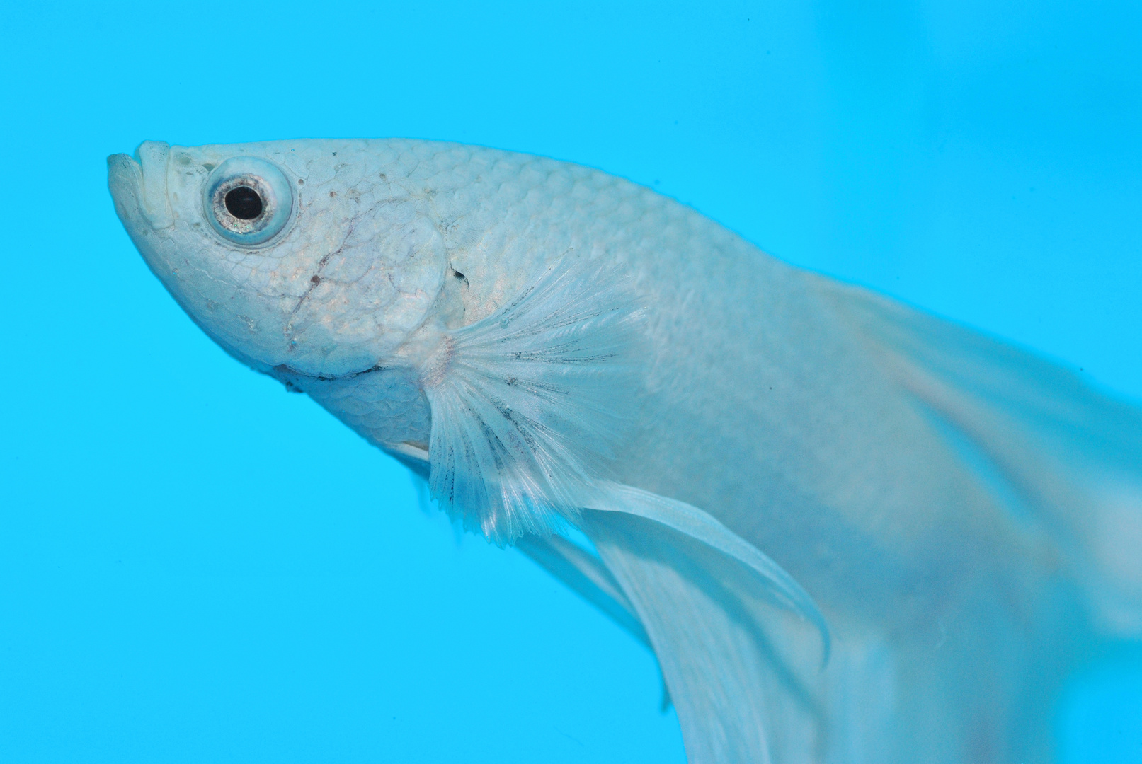 Betta Splendens in Platinum