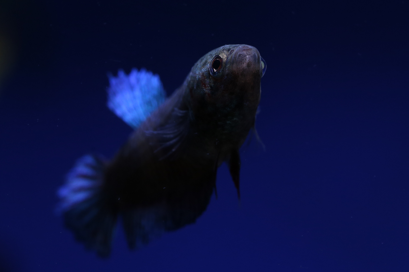 Betta splendens w.