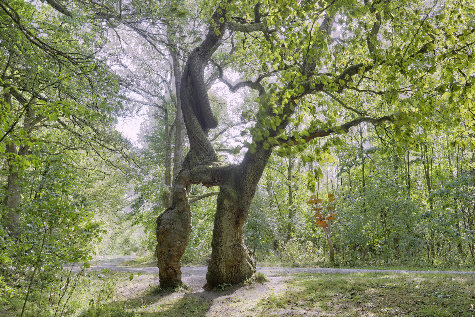 "Betteleiche", NP Hainich - Naturdenkmal