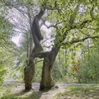 "Betteleiche", NP Hainich - Naturdenkmal