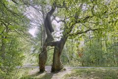 "Betteleiche", NP Hainich - Naturdenkmal