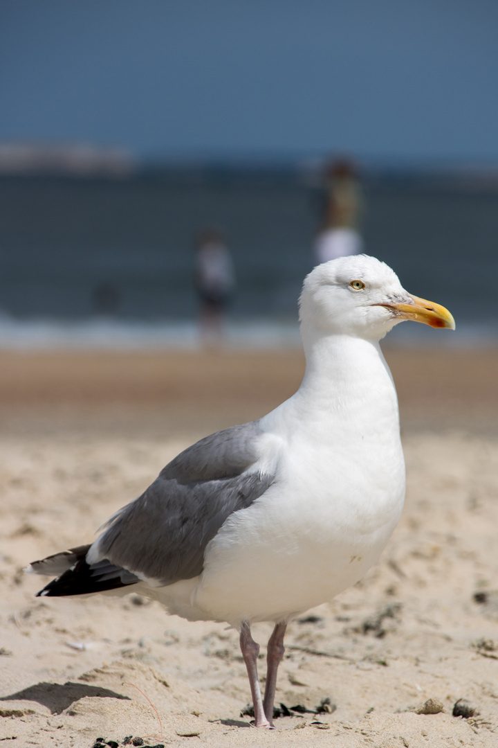 Bettelmöwe auf Vlieland