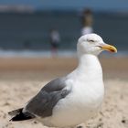 Bettelmöwe auf Vlieland