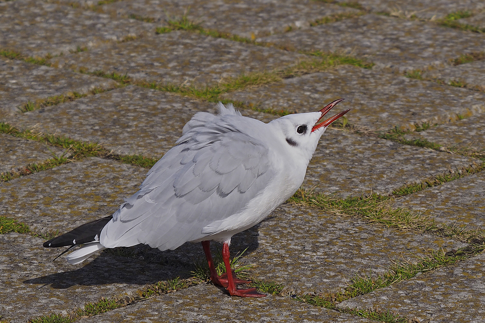 Bettelnde Lachmöwe am Radarturm von Cuxhaven