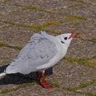 Bettelnde Lachmöwe am Radarturm von Cuxhaven