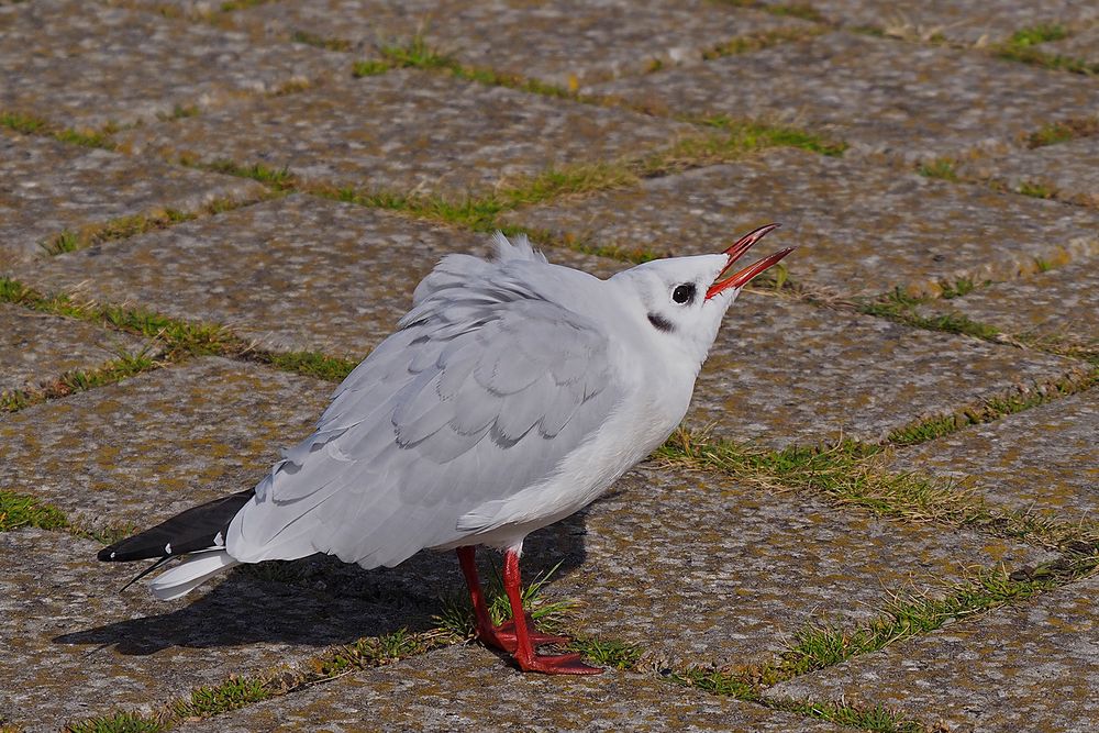 Bettelnde Lachmöwe am Radarturm von Cuxhaven