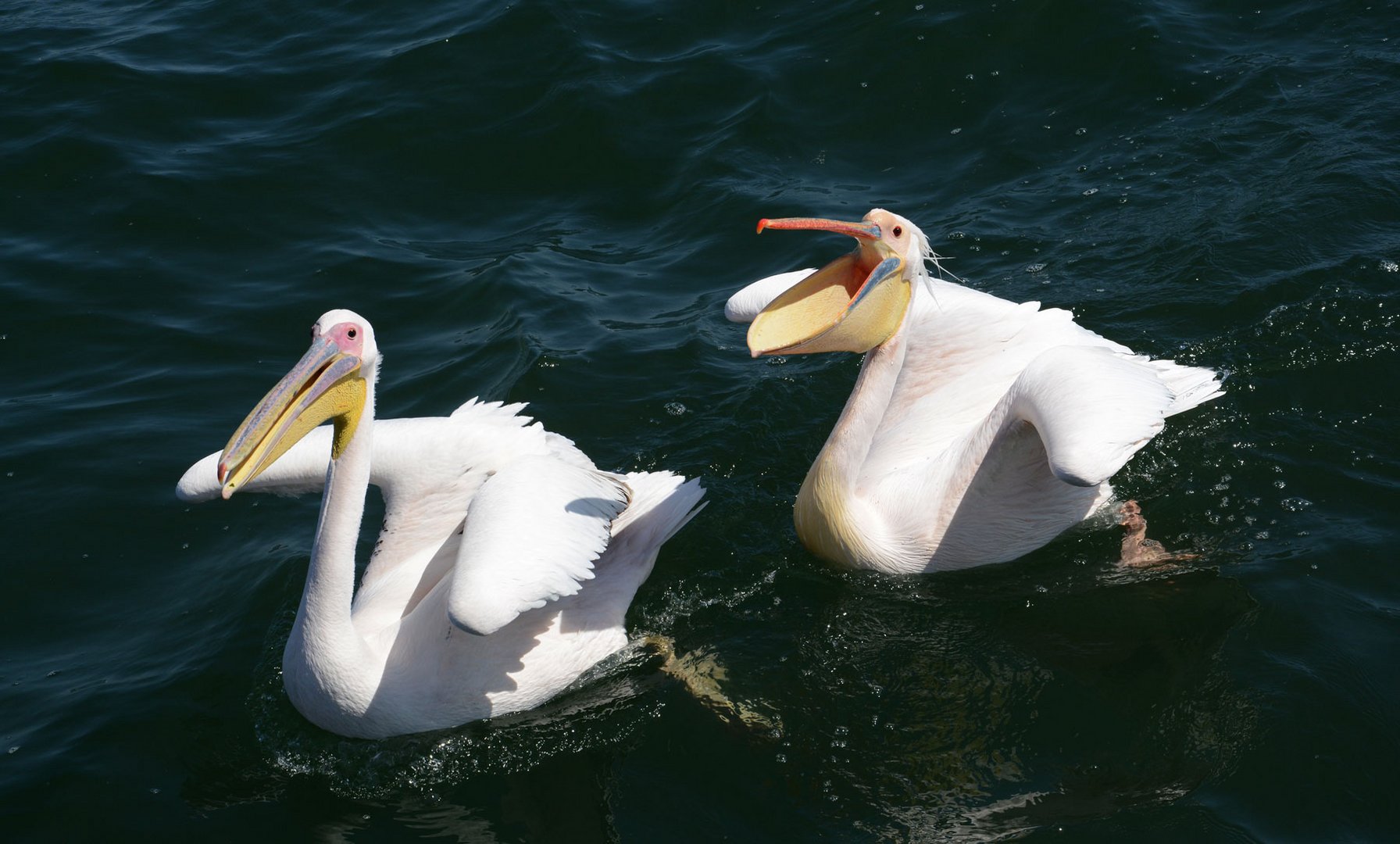 Bettelnde Pelikane auf der Walvisbay