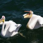 Bettelnde Pelikane auf der Walvisbay