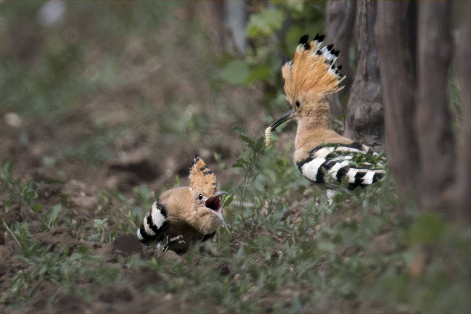 bettelnder Jungvogel 2