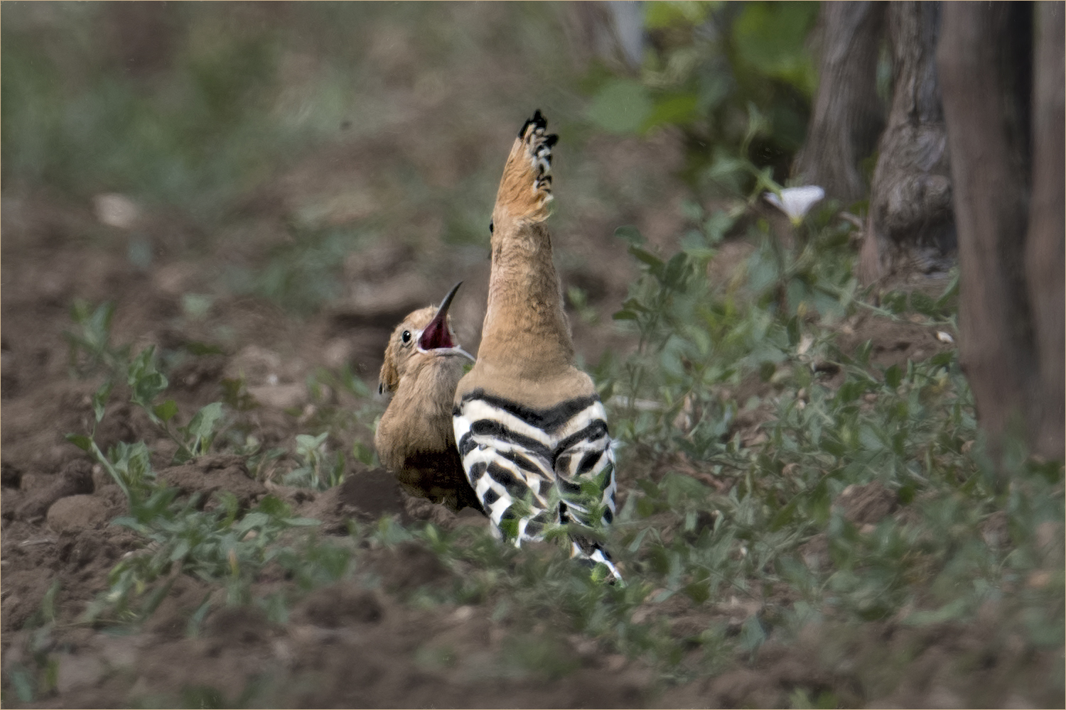 bettelnder Jungvogel