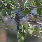 bettelnder Jungvogel und Futter im Anflug