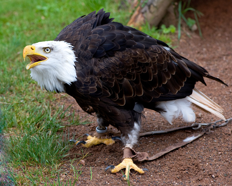 Bettelnder Seeadler