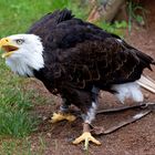 Bettelnder Seeadler