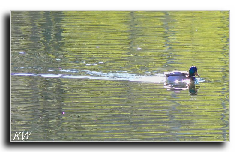 Bettenauer Weiher