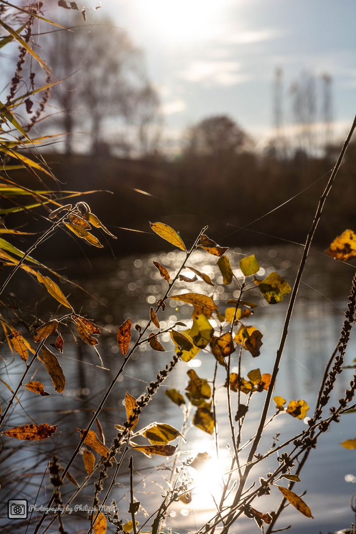 Bettenauerweiher