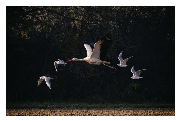 Better than Airforce One