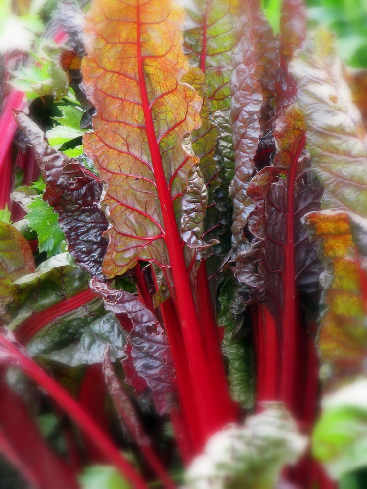 Bettes rouges ?