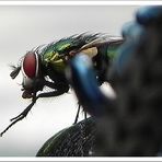 Betthupferl Gemeine Fliege