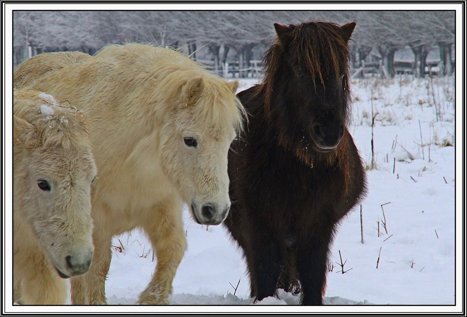 Betthupferl Im Schnee