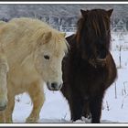 Betthupferl Im Schnee