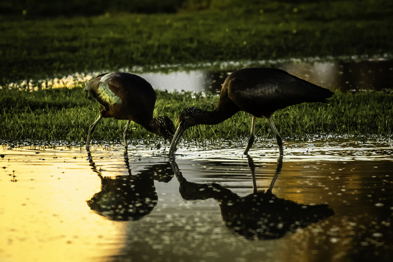 Betthupferlsuche vorm Schlafengehen…