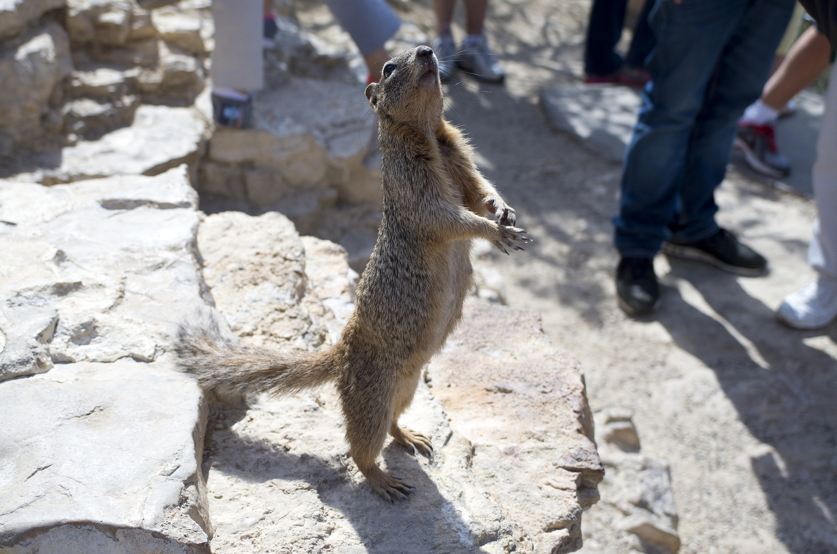 Bettler am Grand Canyon