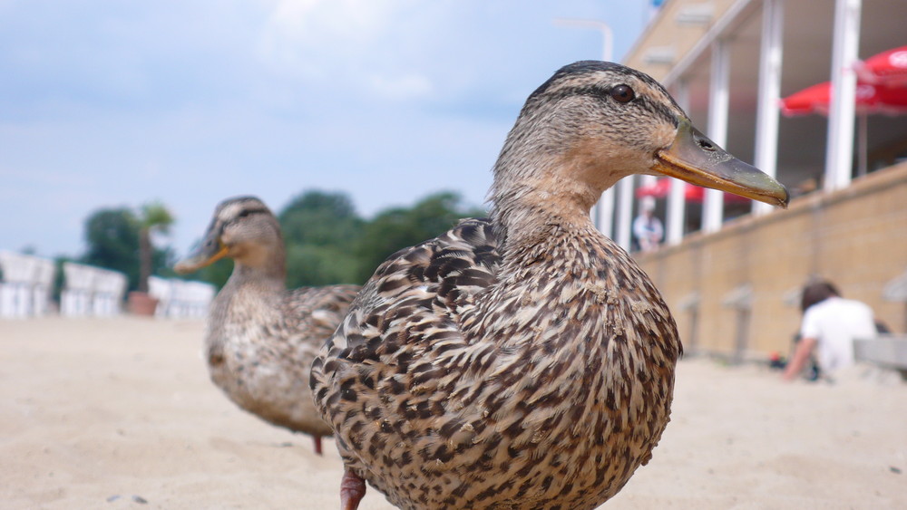 Bettler im Strandbad