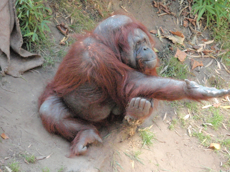 Bettler im Zoo