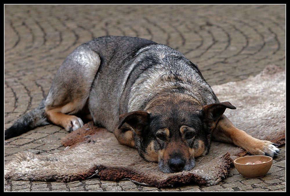 Bettlerhund