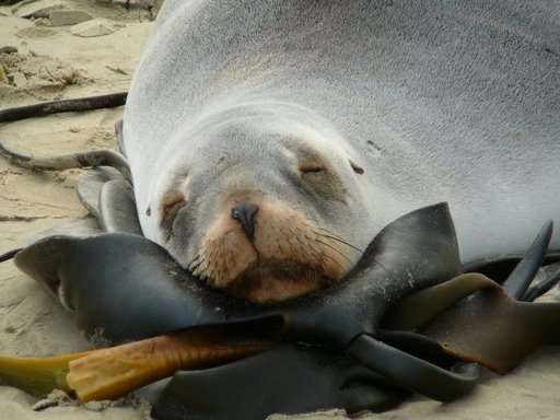 Bettvorleger in der Cannibal Bay, Neuseeland