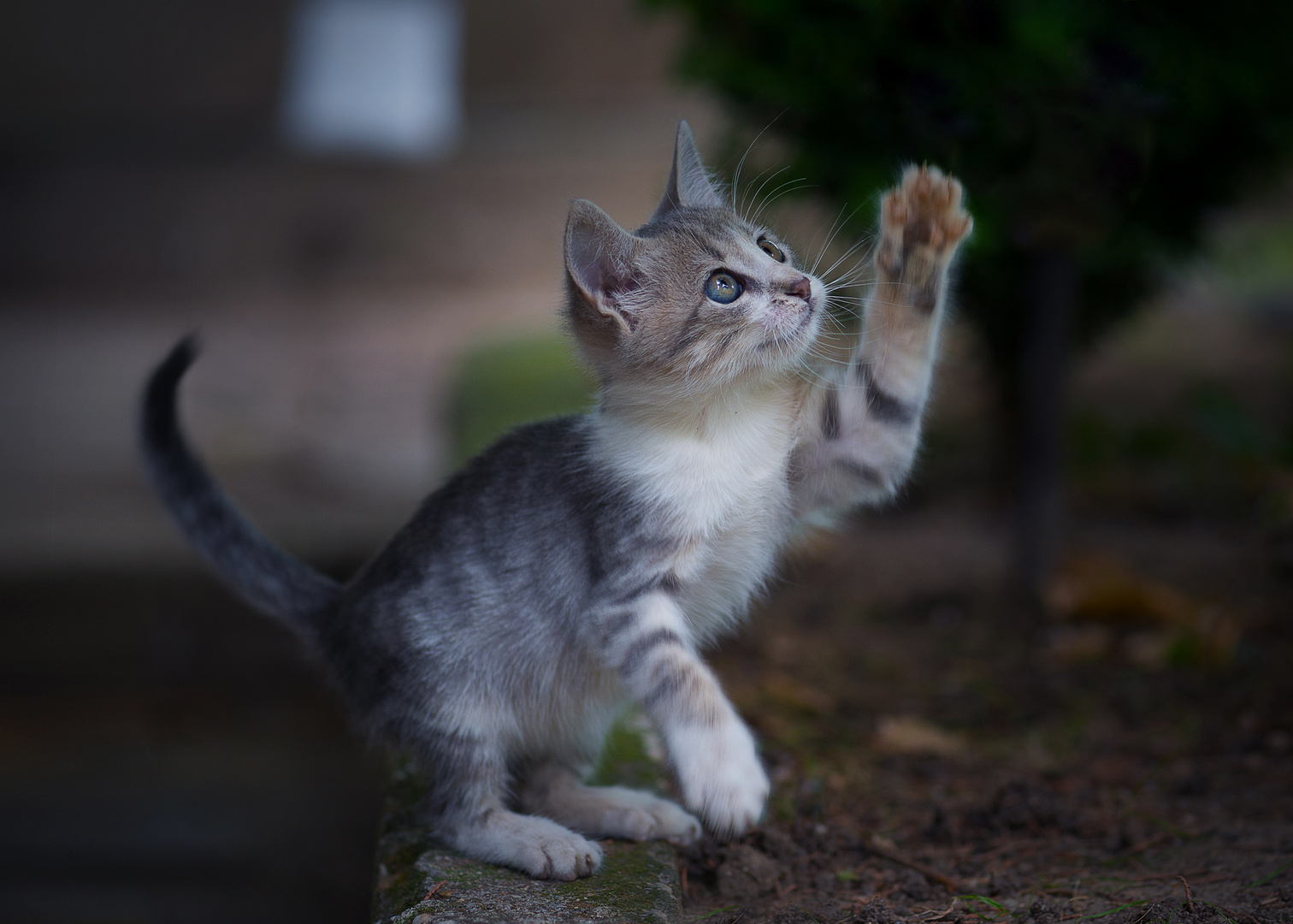 Betty Foto & Bild tiere, haustiere, katzen Bilder auf