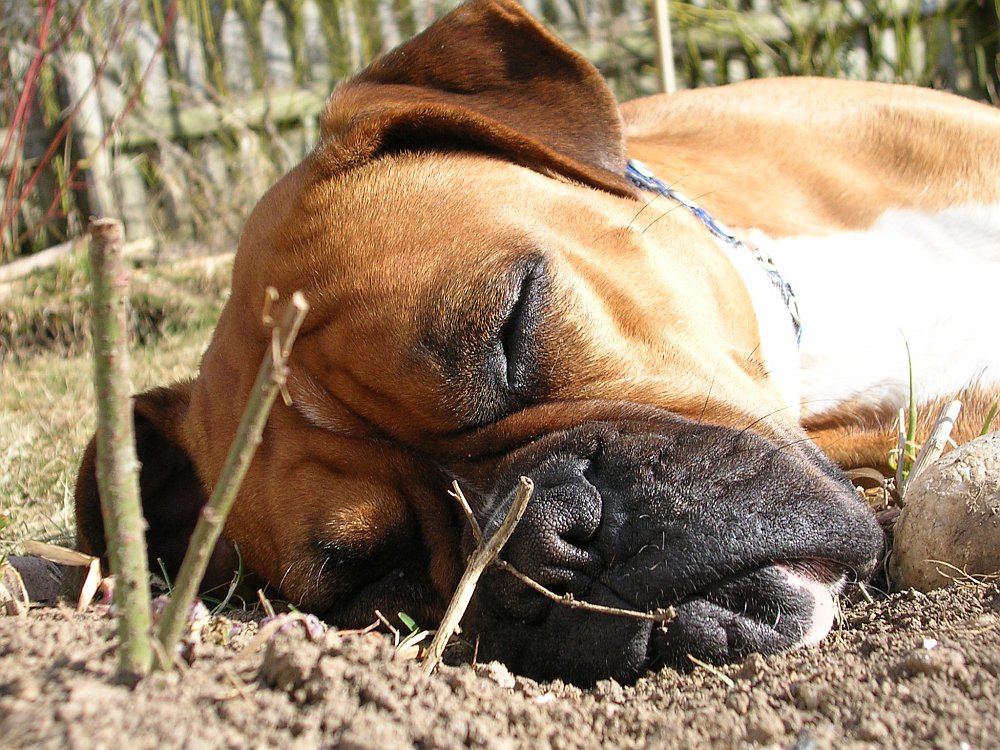 Betty Boxer bei der Arbeit