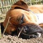 Betty Boxer bei der Arbeit