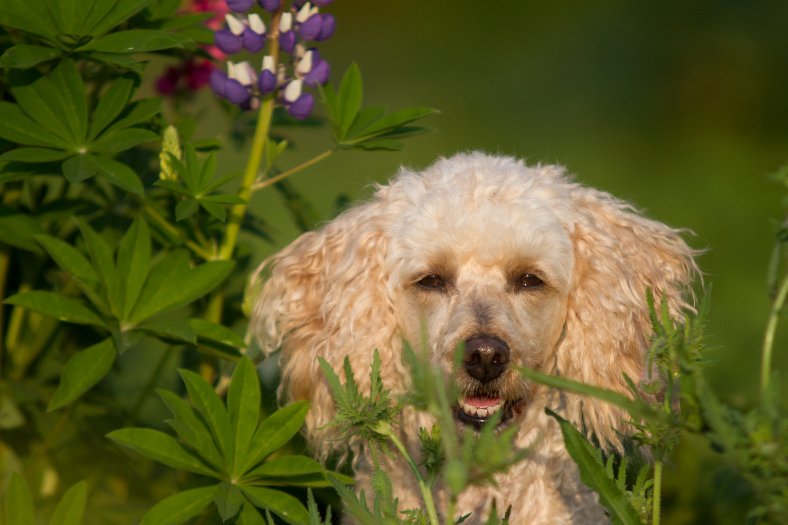 Betty im Blumenbeet...