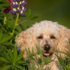 Betty im Blumenbeet...