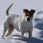 Betty im Schnee