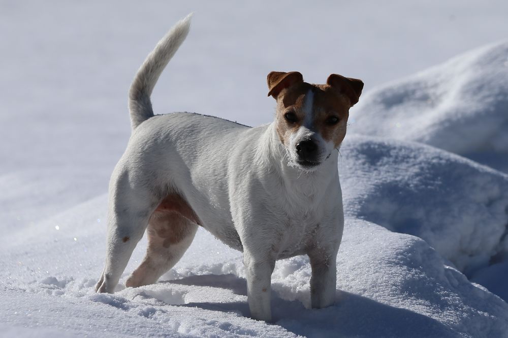 Betty im Schnee