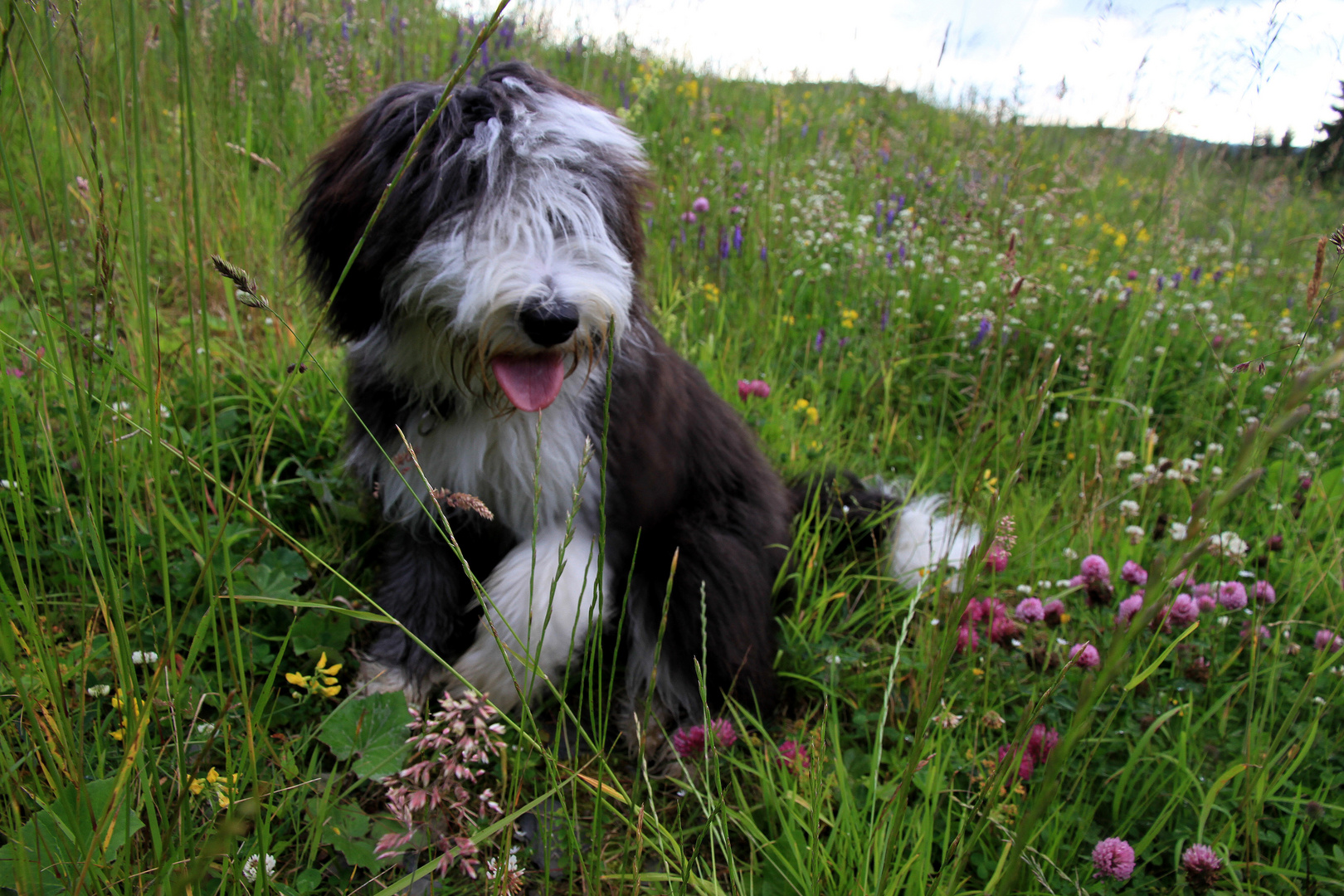 Betty in der Blumenwiese - im Winter wird hier in Winterberg Ski gefahren