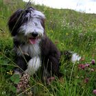 Betty in der Blumenwiese - im Winter wird hier in Winterberg Ski gefahren