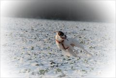 Betty kann fliegen!